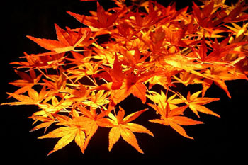 Video - Kyoto Autumn Colours