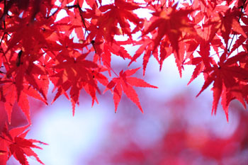 Image Gallery - Autumn Leaves