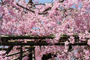 Image Gallery - Cherry Blossoms